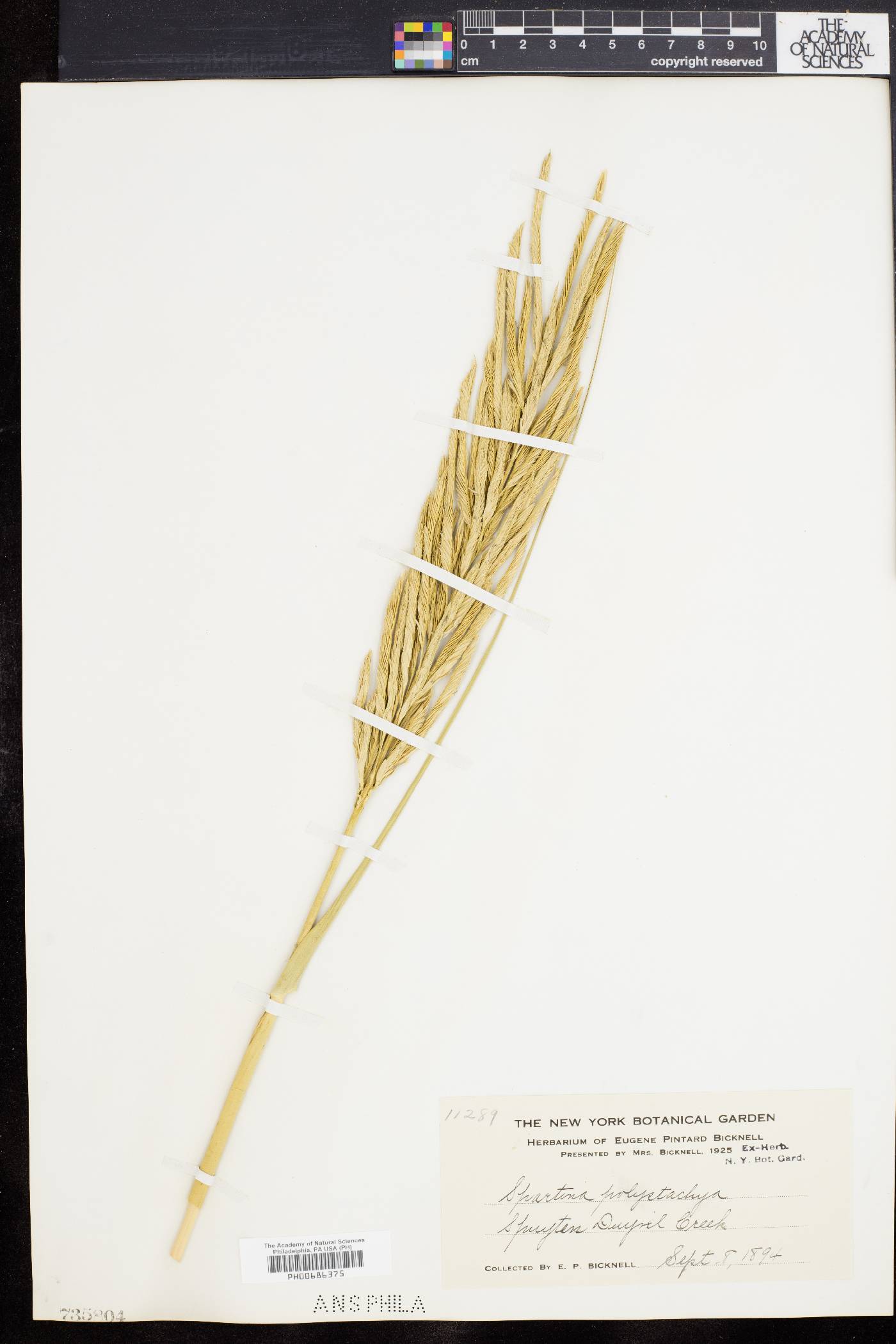 Spartina cynosuroides image