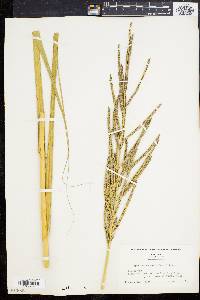 Spartina cynosuroides image