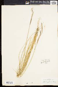 Spartina patens image