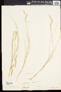 Spartina patens image