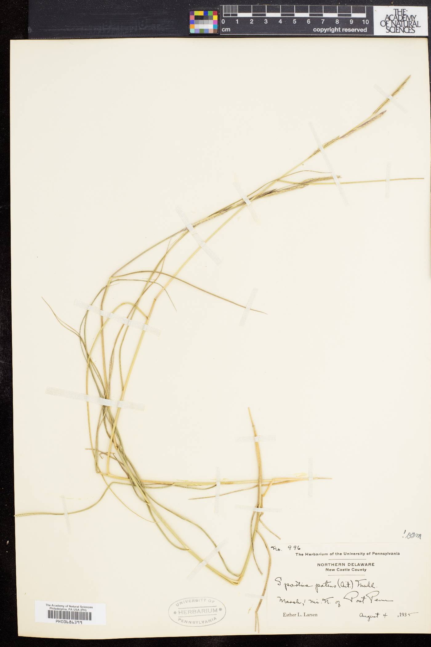 Spartina patens image