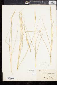 Spartina patens image