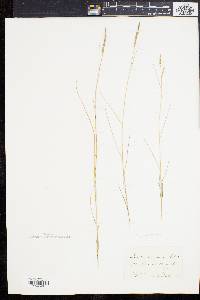 Spartina patens image