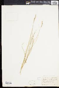 Spartina patens image