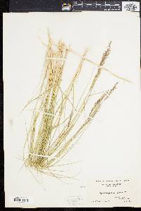 Spartina patens image