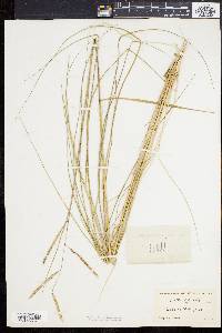 Spartina patens image