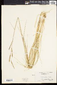 Spartina patens image