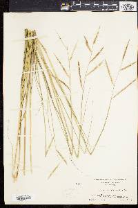 Spartina patens image