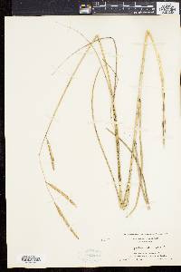 Spartina patens image