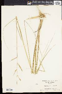 Spartina patens image