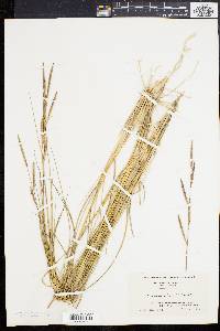 Spartina patens image