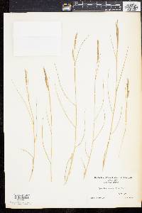 Spartina patens image