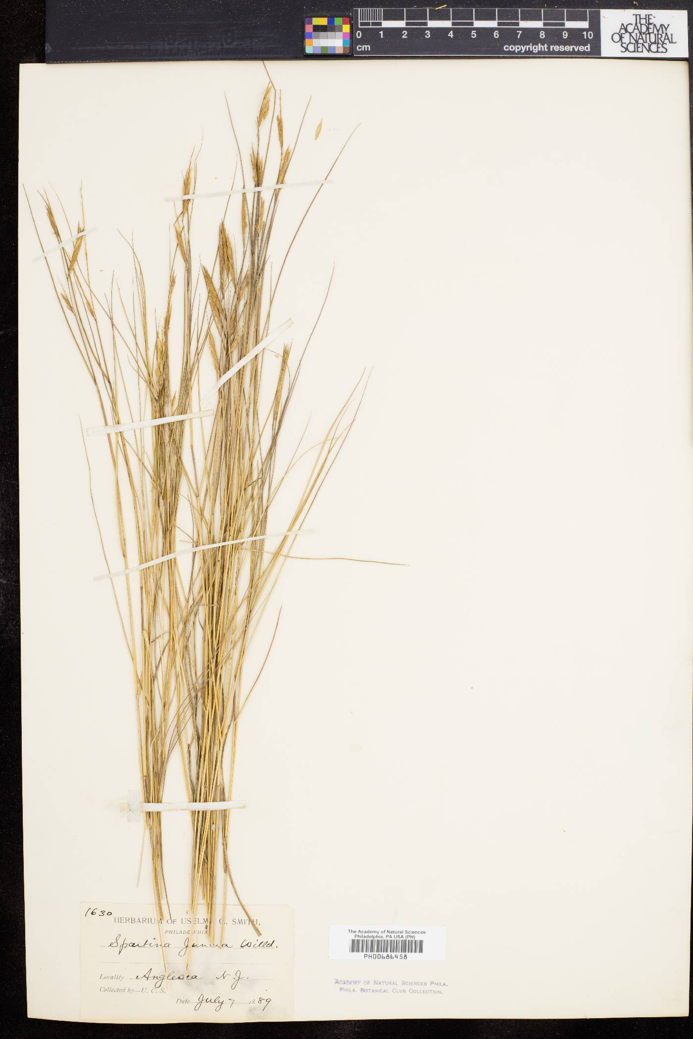 Spartina patens image