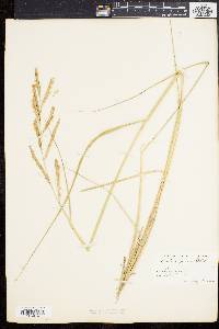 Spartina patens image