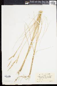 Spartina patens image