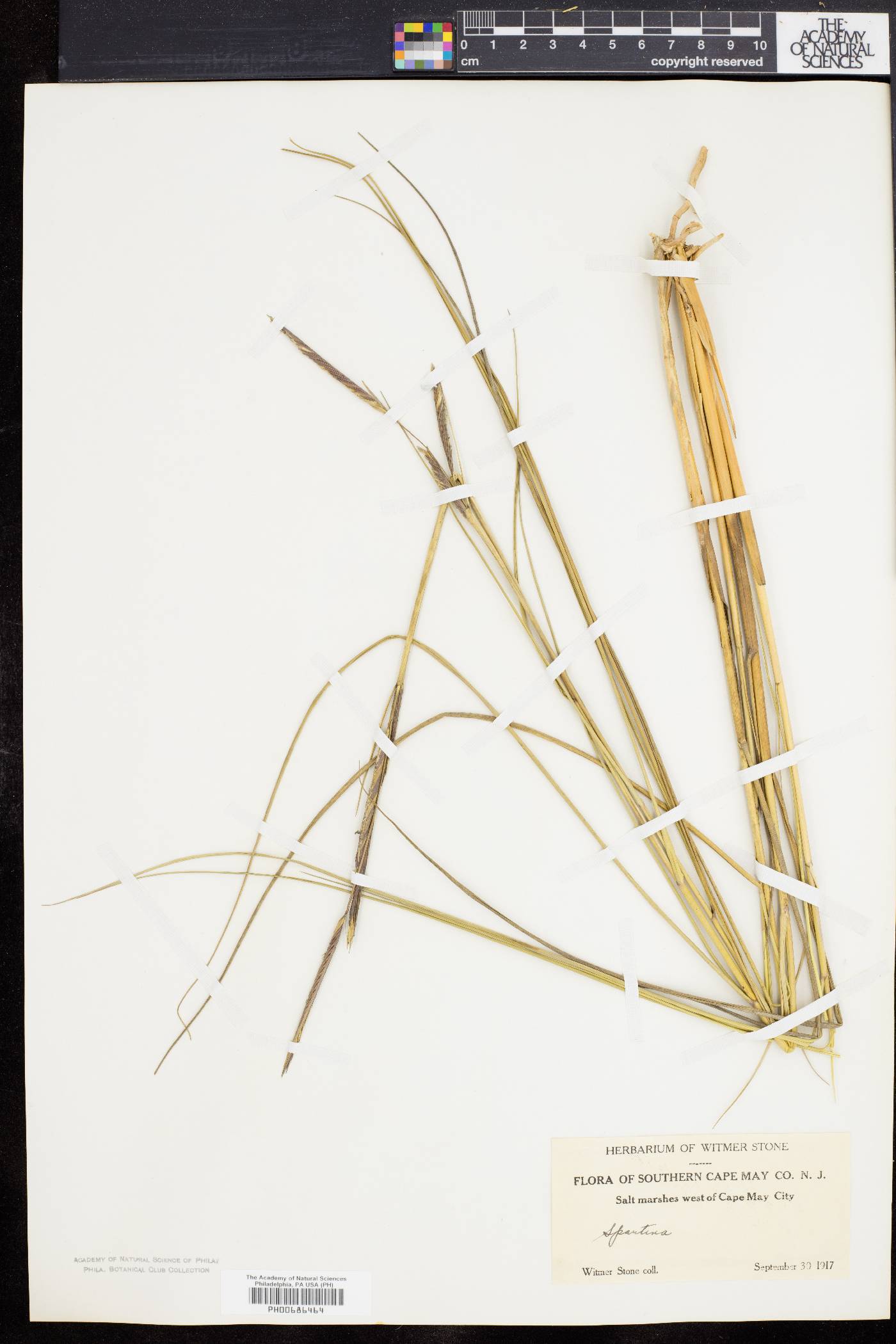 Spartina patens image