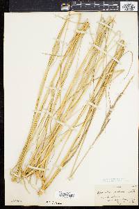 Spartina patens image