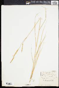 Spartina patens image