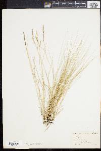 Spartina patens image