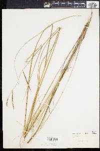 Spartina patens image