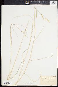 Spartina patens image