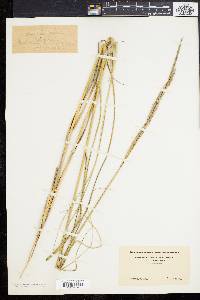 Spartina patens image