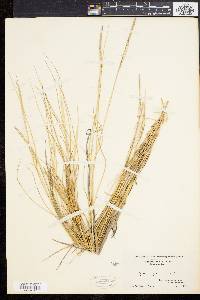 Spartina patens image