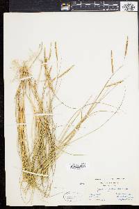 Spartina patens image