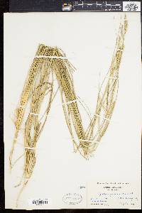 Spartina patens image