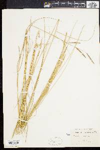 Spartina patens image