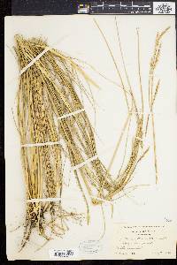 Spartina patens image