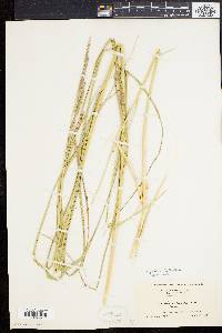 Spartina patens image