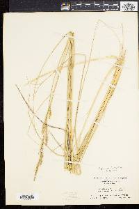 Spartina patens image