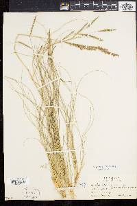 Spartina patens image