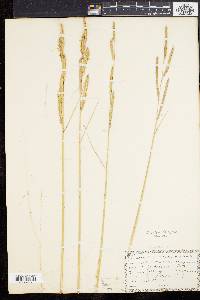 Spartina patens image