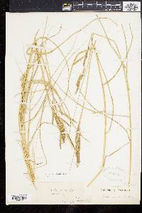 Spartina patens image