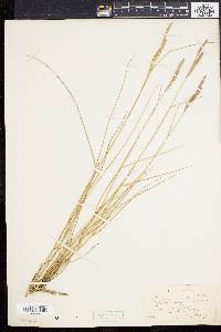 Spartina patens image