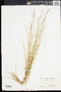 Spartina patens image