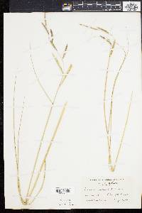 Spartina patens image