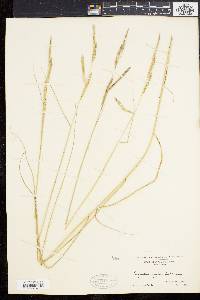 Spartina patens image