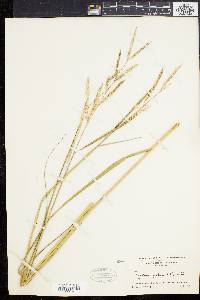 Spartina patens image