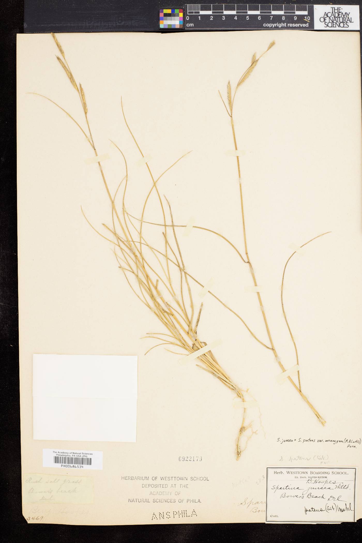 Spartina patens image