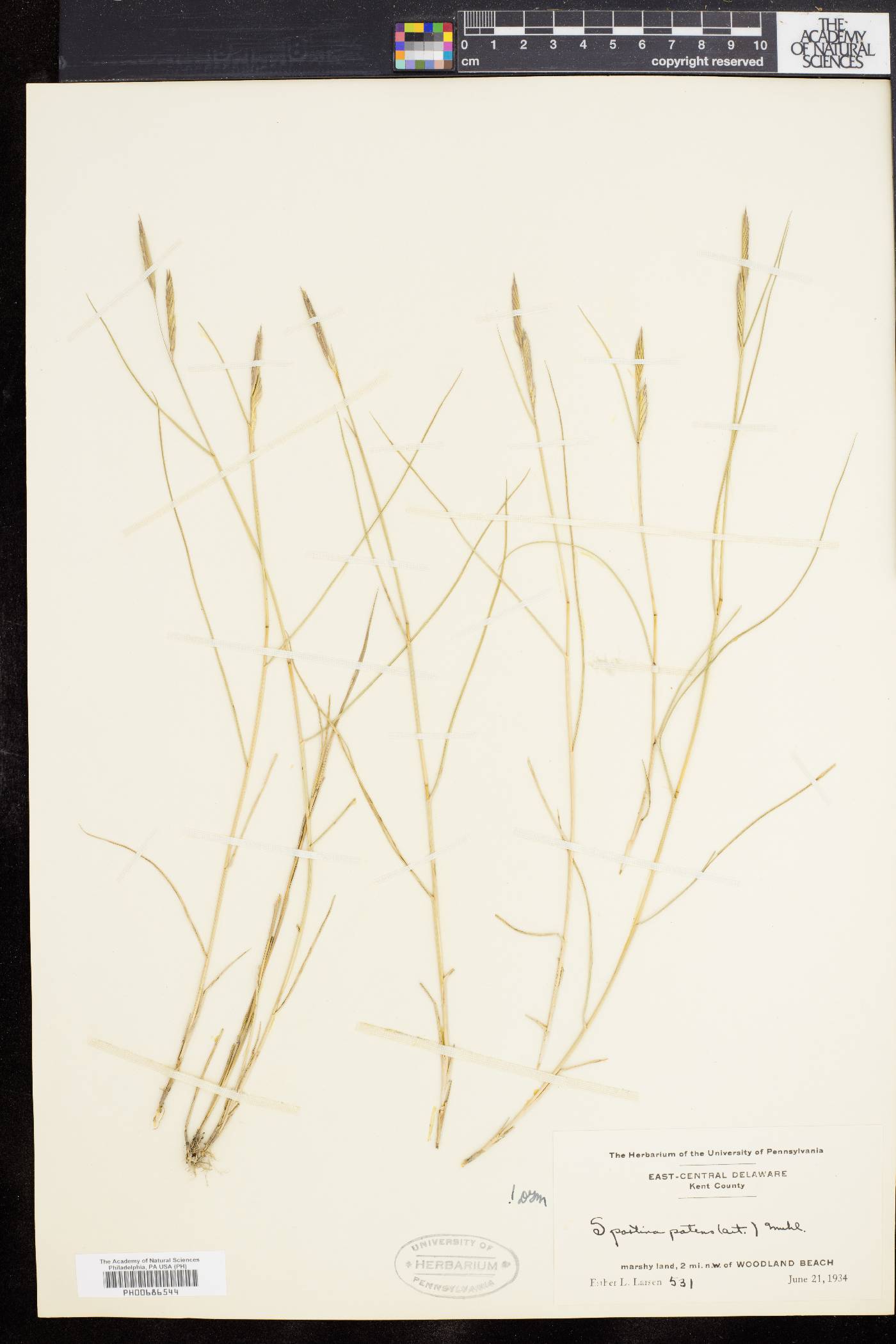 Spartina patens image
