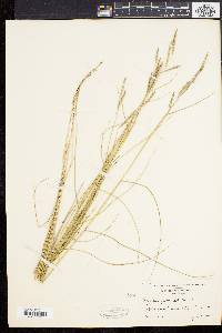 Spartina patens image