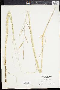 Spartina patens image