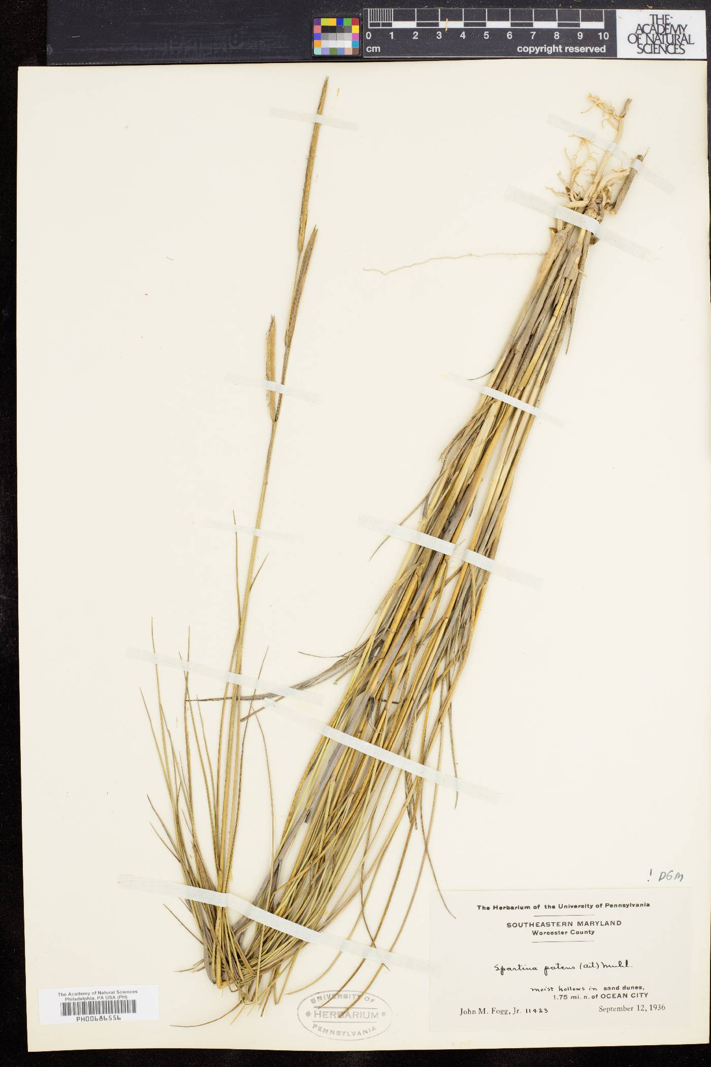 Spartina patens image