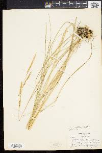 Spartina patens image