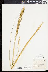 Spartina pectinata image