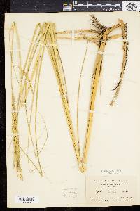 Spartina pectinata image