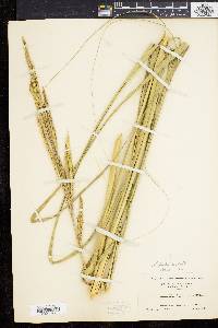 Spartina pectinata image